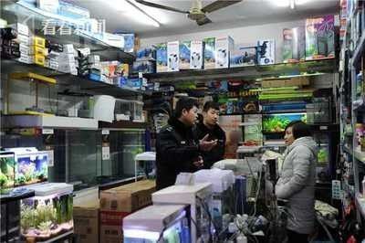 龍魚批發市場進貨渠道有哪些（龍魚批發市場如何挑選優質魚種）