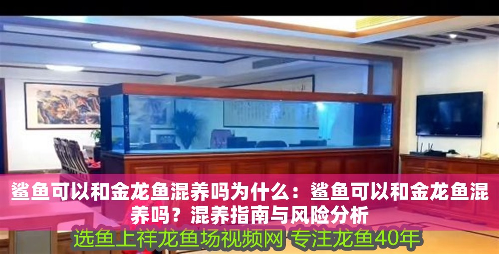鯊魚可以和金龍魚混養嗎為什么：鯊魚可以和金龍魚混養嗎？混養指南與風險分析 鯊魚可以和金龍魚混養嗎為什么：鯊魚可以和金龍魚混養嗎？混養指南與風險分析 龍魚百科 第1張