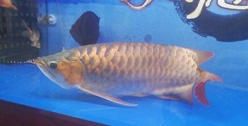 龍魚高溫還能活嗎多久