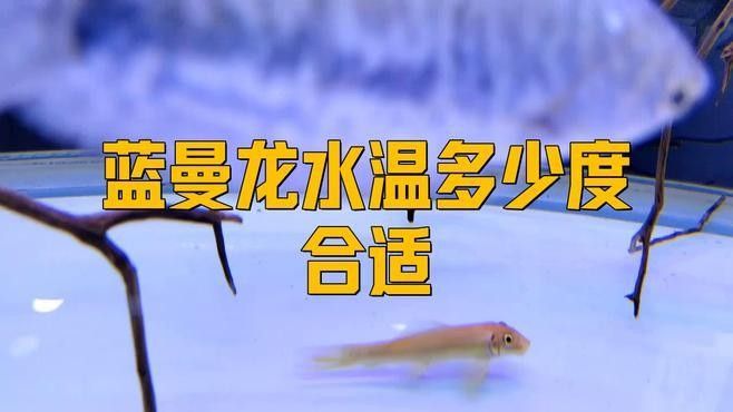 黃藍曼龍魚怎樣養？