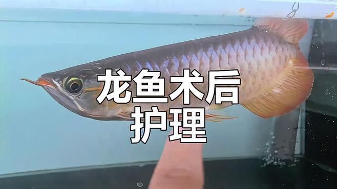 恢復(fù)期龍魚需要多久換一次水？ 恢復(fù)期龍魚需要多久換一次水？ 龍魚百科 第4張