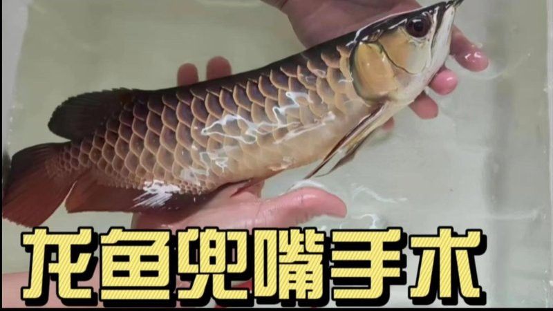 恢復(fù)期龍魚需要多久換一次水？ 恢復(fù)期龍魚需要多久換一次水？ 龍魚百科 第6張