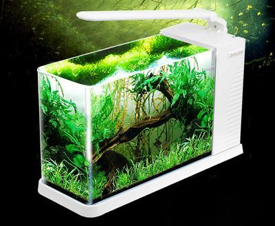龍魚缸的燈放什么位置好：養(yǎng)龍魚時，魚缸燈最適合放在與水面平行光線和魚缸成45度角的位置