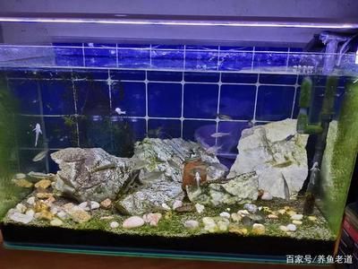 龍魚缸的燈放什么位置好：養(yǎng)龍魚時，魚缸燈最適合放在與水面平行光線和魚缸成45度角的位置