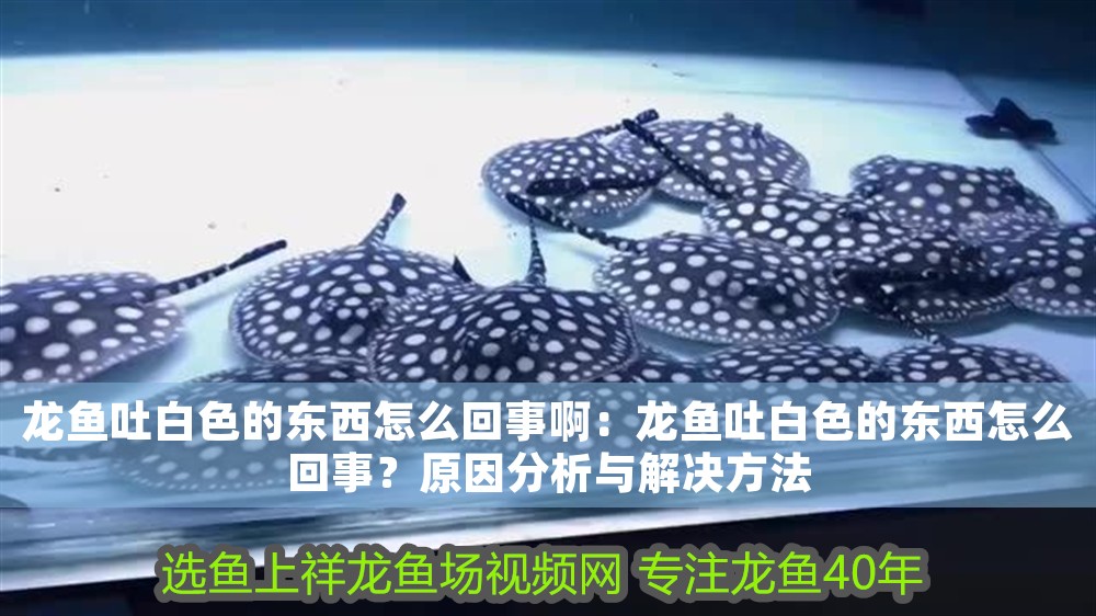 龍魚吐白色的東西怎么回事啊：龍魚吐白色的東西怎么回事？原因分析與解決方法 龍魚吐白色的東西怎么回事啊：龍魚吐白色的東西怎么回事？原因分析與解決方法 龍魚百科 第1張