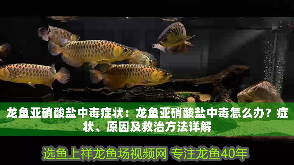 龍魚亞硝酸鹽中毒癥狀：龍魚亞硝酸鹽中毒怎么辦？癥狀、原因及救治方法詳解