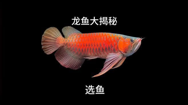 如何挑選具有過背潛力的紅龍幼魚？ 如何挑選具有過背潛力的紅龍幼魚？ 龍魚百科 第1張
