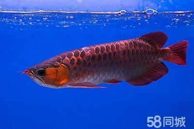 紅龍魚回收價格多少錢