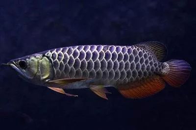 紅龍魚食量怎樣計算出來（如何判斷紅龍魚肥胖,紅龍魚食欲不振原因）