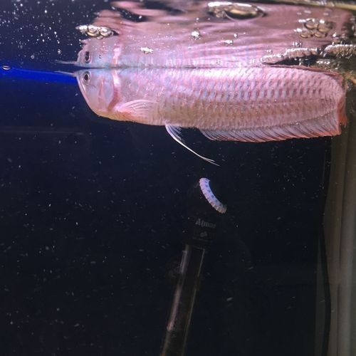 銀龍魚爛鱗圖片大全高清