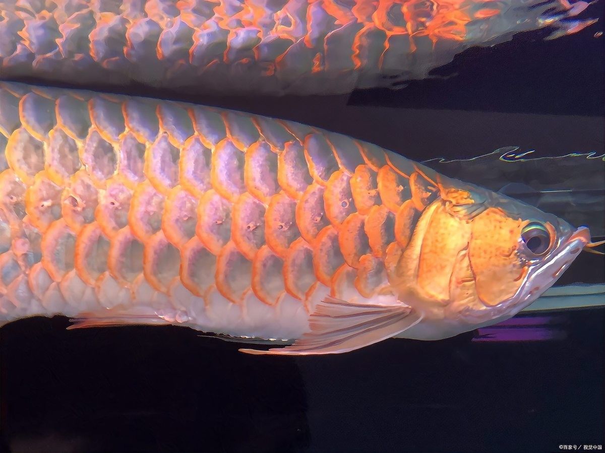 龍魚在不同溫度下的表現如何？