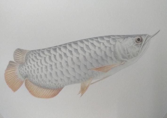 白金龍魚圖片大全大圖 白金龍魚圖片大全大圖 龍魚百科 第8張