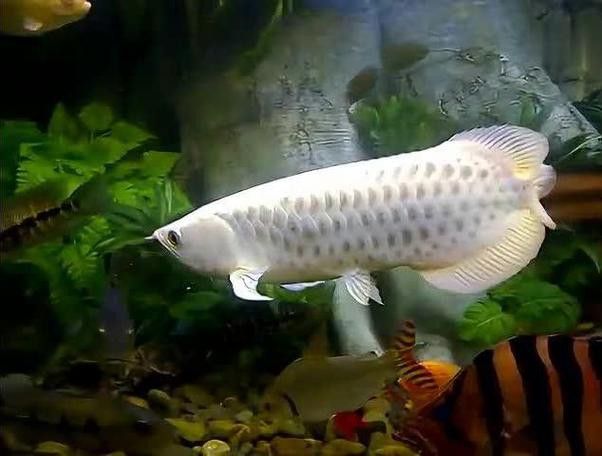 白金龍魚圖片大全大圖 白金龍魚圖片大全大圖 龍魚百科 第16張
