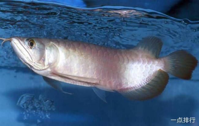 白金龍魚圖片大全大圖 白金龍魚圖片大全大圖 龍魚百科 第18張