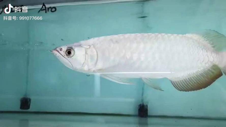 白金龍魚圖片大全大圖 白金龍魚圖片大全大圖 龍魚百科 第20張