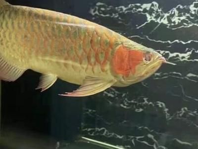 龍魚逗嘴手術(shù)：龍魚兜嘴手術(shù)后如何預(yù)防感染？
