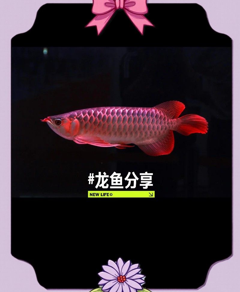 海南養龍魚一定要用加熱棒嗎為什么