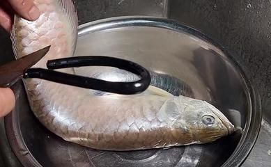 龍魚(yú)吃米飯嗎：龍魚(yú)可以吃米飯嗎