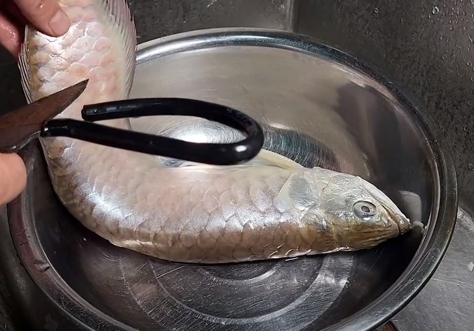 龍魚(yú)吃米飯嗎：龍魚(yú)可以吃米飯嗎