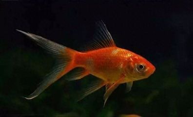 龍魚(yú)吃米飯嗎：龍魚(yú)可以吃米飯嗎