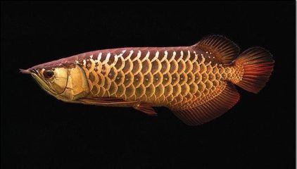 龍魚立鱗可以喂食嗎，龍魚立鱗時，喂食問題需謹慎處理,立鱗病期間喂食需謹慎處理