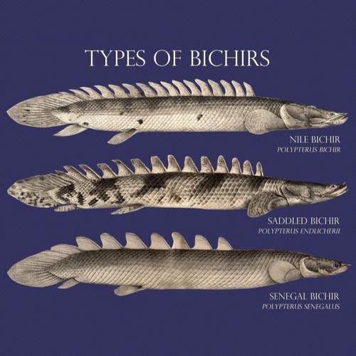 斑節恐龍魚圖片