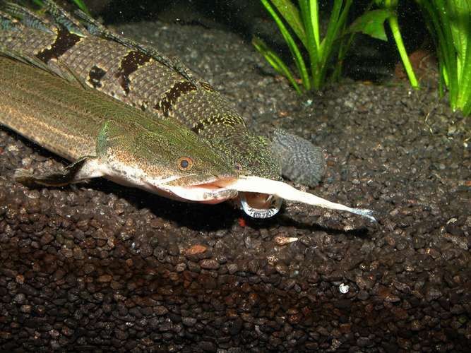 斑節恐龍魚圖片