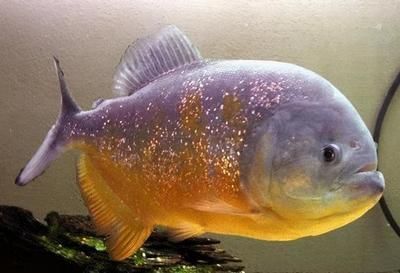 大虎魚和小金龍混養：大虎魚和小金龍魚可以混養嗎？ 大虎魚和小金龍混養：大虎魚和小金龍魚可以混養嗎？ 龍魚百科 第2張