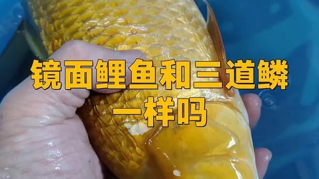 鏡鯉和三道鱗的區別