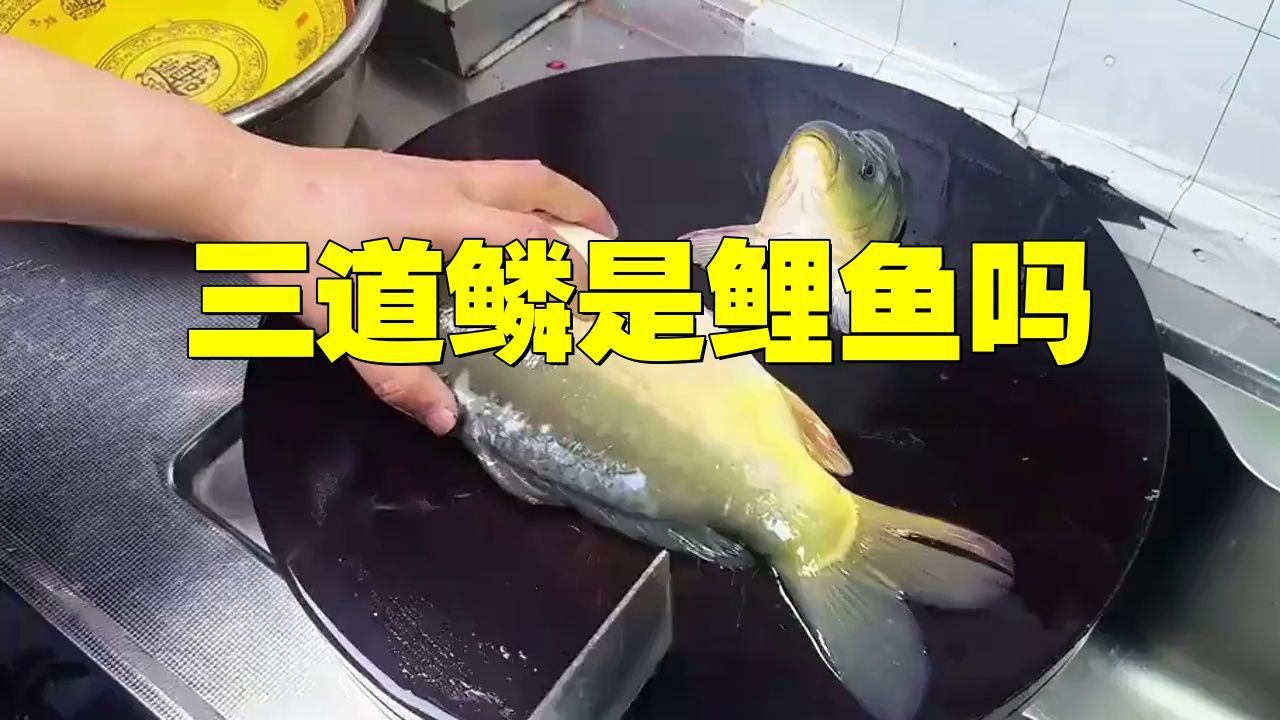 鏡鯉和三道鱗的區別