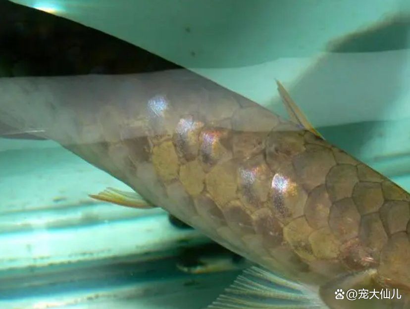 如何預防龍魚嘴上出現白色肉球？
