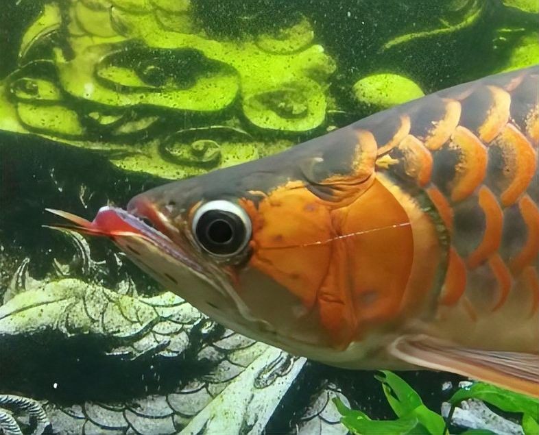 如何預防龍魚嘴上出現白色肉球？