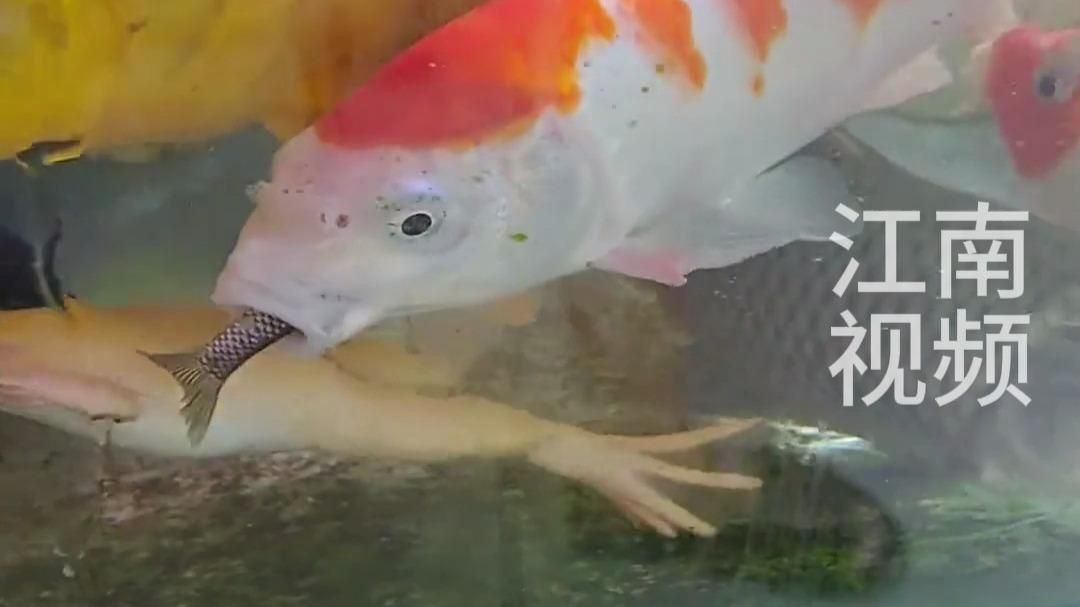 一米二40寬魚缸養金龍