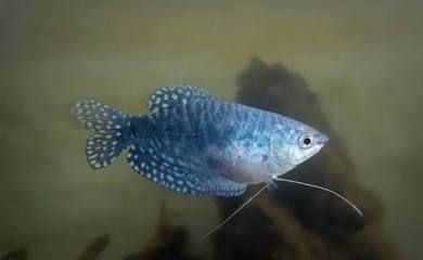 龍魚多大變色：關于龍魚變色的一些詳細信息