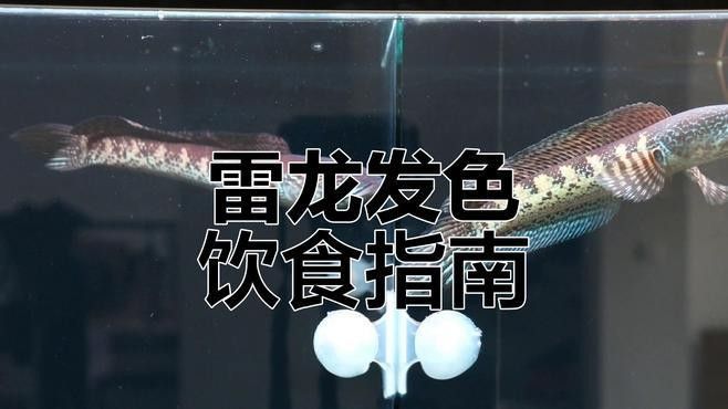 鬼王雷龍魚的最佳飼料有哪些？