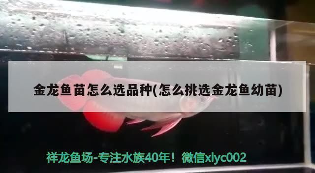 怎么選金龍魚苗品種（如何挑選金龍魚苗） 怎么選金龍魚苗品種（如何挑選金龍魚苗） 龍魚百科 第1張
