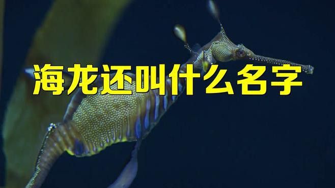 海龍魚貴嗎 海龍魚貴嗎 龍魚百科 第1張