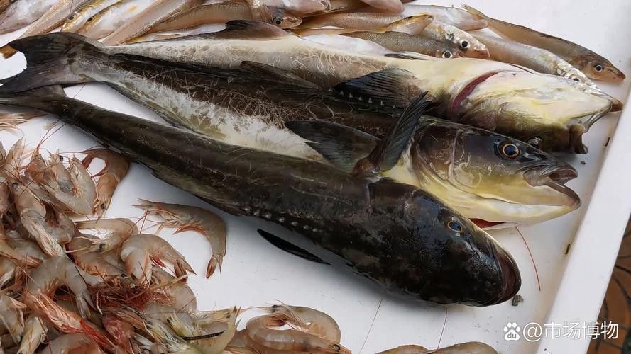 海龍魚貴嗎 海龍魚貴嗎 龍魚百科 第3張