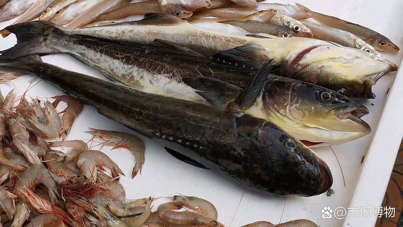 海龍魚貴嗎 海龍魚貴嗎 龍魚百科 第11張