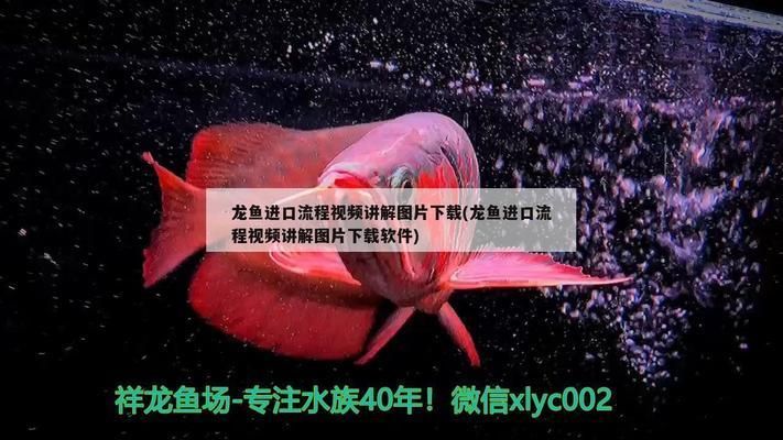 龍魚進口流程視頻講解下載：合法進口龍魚的法規解讀 龍魚進口流程視頻講解下載：合法進口龍魚的法規解讀 龍魚百科 第4張