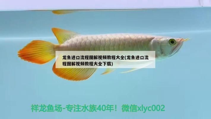 龍魚進口流程視頻講解下載：合法進口龍魚的法規解讀 龍魚進口流程視頻講解下載：合法進口龍魚的法規解讀 龍魚百科 第5張