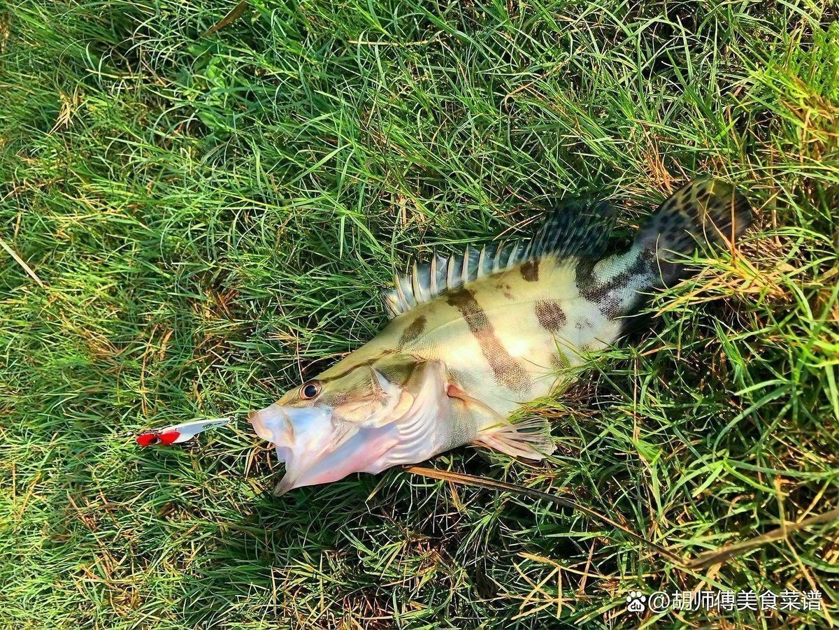 哪種淡水魚最接近海龍魚的味道？