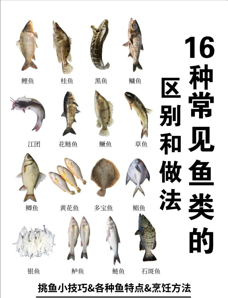 哪種淡水魚最接近海龍魚的味道？