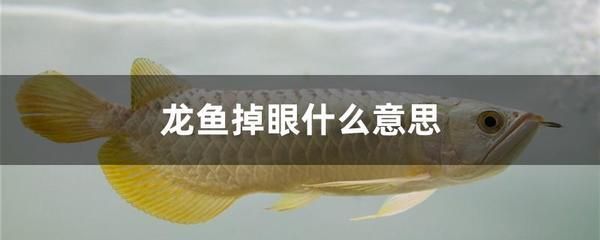 龍魚吃死魚嗎會(huì)死嗎：龍魚會(huì)吃死魚嗎？