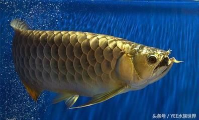 龍魚吃死魚嗎會(huì)死嗎：龍魚會(huì)吃死魚嗎？