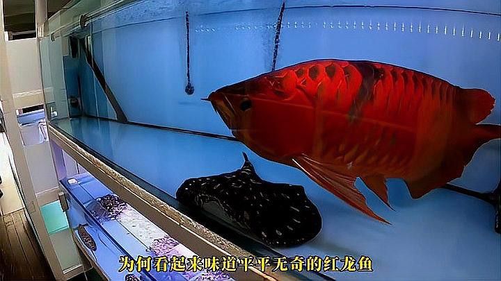新加坡龍魚和印尼龍魚的差別