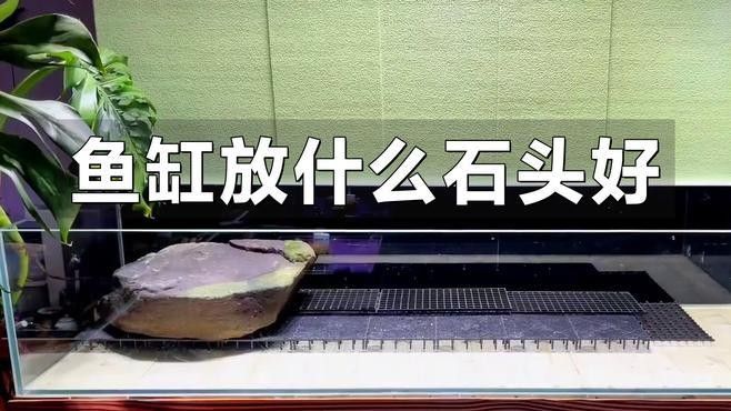 龍魚虎魚魚缸里擺放什么東西最好看呢