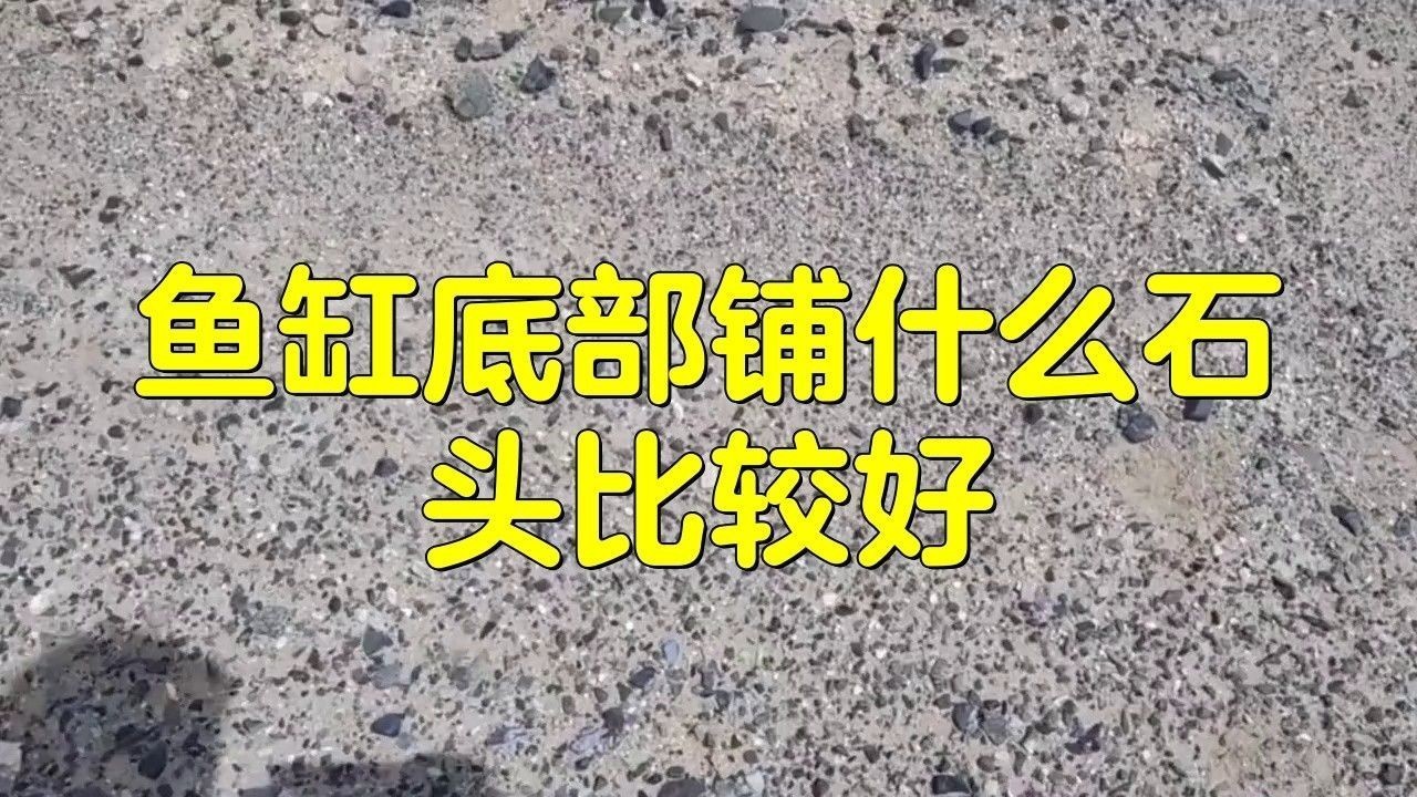 龍魚虎魚魚缸里擺放什么東西最好看呢