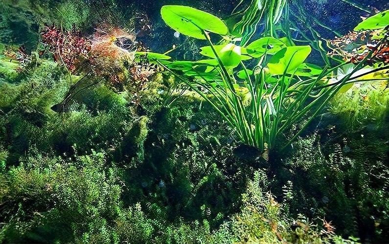 龍魚虎魚魚缸里擺放什么東西最好看呢