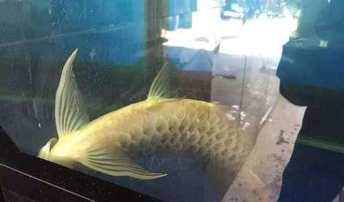 魚缸里的水有腥味是怎么回事（如何正確給魚缸換水）